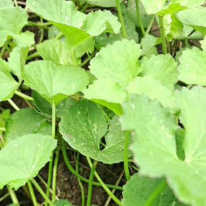 jual daun pegagan segar yang banyak manpaat dan hasiatnya dan ada bonus bibitnya 500 gram harga 20000.