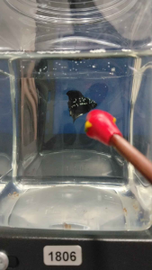 (Boleh pilih) Dtpk Black Samurai/Black Mamba Premium Show Gred Betta Fish Ikan Laga with White Spots for Aquariums