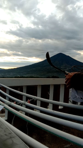 Alat Pertanian Peralatan Kebun Arit Rumput Asli Baja Per Bilah Halus dan Rapih Sudah Siap Pakai