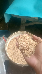 benih padi BSHS 6 H kemasan 1kg kualitas unggul tahan rebah