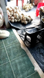 ติหมา m 100 ใบ