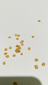 10 Biji benih paprika merah unggul bibit paprika