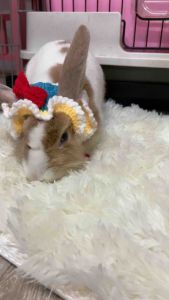 หมวกสัตว์เลี้ยง สีสโนไวท์ หมวกสัตว์ไหมพรม สำหรับแมวเด็ก กระต่าย 📢ราคา Early Bird