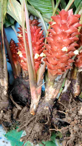 ดอกกระเจียวอุษาสีแดง