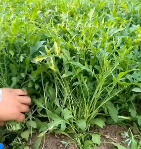 25 BUTIR BIJI/BENIH SAYURAN ARUGULA ROQUERTETE