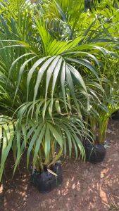 ต้นหมากเหลืองแคระ ทนเเดด ทนร้อน ได้ดี ความสูงประมาณ 110- 120 cm. สามารถปลูกลงกระถาง เพื่อตกแต่งบ้านได้