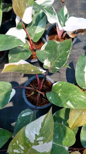 เรดเอดิสัน ฟิโลเดนดรอนเรดเอดิสัน Philodendron Red Anderson ส่งพร้อมกระถาง