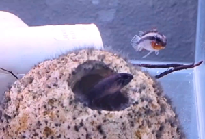 [Livestock] Apistogramma elizabethae | Apisto | dwarf cichlid