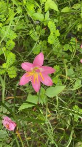 ว.หัวดอกบัวดิน Miss Ruby หัวละ 20 บาท บัวดินกลีบเกิน