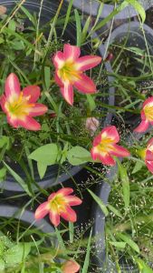 ฑ.หัวดอกบัวดิน Spider Attacks หัวละ 15 บาท