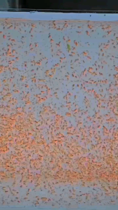 Makanan Ikan Hias Berkualitas untuk Aquarium: Cupang, Guppy, & Molly