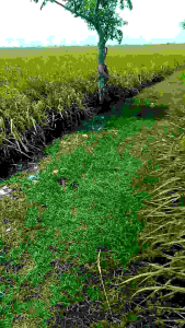 Benih padi Ir mutiara super kemasan 5 kg potensi panen tinggi gampang perawatan pilihan petani Indonesia