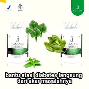 Yacona Obat Herbal Diabetes: Ekstrak Daun Yakon Ampuh Atasi Kerusakan Sel Pankreas
