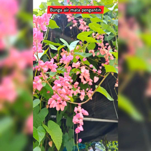 10 BIJI BENIH BUNGA AIR MATA PENGANTIN PINK