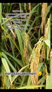 BENIH BIBIT PADI SERTANI 13 SUPER UNGGUL kemasan 5KG