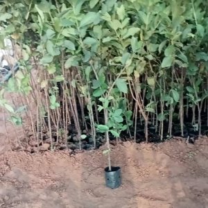 ต้นฝรั่งกิมจู (สูง80-100cm.)