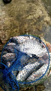 Pelet Super Amis Premium Halus: Umpan Praktis Tinggal Seduh