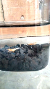 SNOW WHITE BEE SHRIMP DAN GOLDEN BEE SHRIMP GRADE A - PAKET UDANG HIAS AQUARIUM AQUASCAPE BERKUALITAS - UDANG HIAS AIR TAWAR - HIASAN AQUARIUM AQUASCAPE