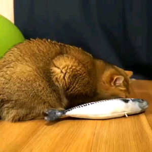 MAINAN KUCING BONEKA IKAN CATNIP