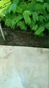 Selamat Datang di Toko Bibit Pete Berkualitas