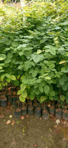 ต้นพะยูง​ ขนาดต้น​50​ซม​โดยเฉลี่ย​ (1ชุด​5ต้น)