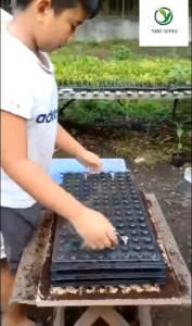 Seedling Tray Puncher Seedling Nursery Tool Cabbage Eggplant Tomato Chili