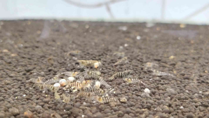 Zebra Babaulti Shrimp [Juvenile Size]