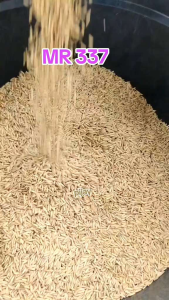 Benih bibit padi UNGGUL MR337 TERBARU kemasan 1kg