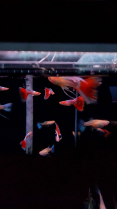 🔥CKH Aquatic🔥Albino Sky Red Guppy