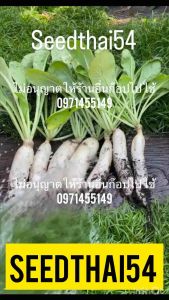 เมล็ดหัวไช้ท้าวฟูจิจมโบ๊800-1000 มากสำหรับโปรโมชั่น 3 แถม 1