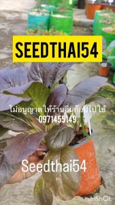 เมล็ดกวางตุ้งม่วงเมล็ดแท้นำเข้าสีม่วงสวยต้นใหญ่บรรจุ 100-200เมล็ด