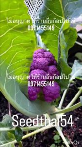 เมล็ดดอกกระหล่ำกระหล่ำดอกสีม่วงเมล็ดแท้นำเข้า บรรจุ 100 เมล็ดซองแท้นำเข้า