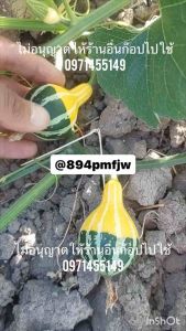 ฟักทองนีออน ลําต้นอวบน้ํา ผลสีเหลืองเขียว รูปร่างคล้ายหลอดไฟ เนื้อฟักทอง มีวิตามินเอสูง