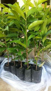 ต้นพิกุลทอง(1ชุดมี10ต้น)