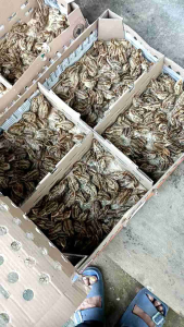 TELUR PUYUH FERTIL FINAL STOCK