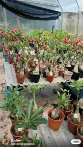 Adenium Kemboja Bonsai ID 835/富贵花