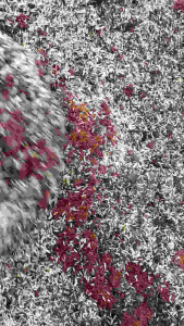 Trấu - vỏ đậu phộng - mụn sơ dừa + phân hữu cơ  + bịch cây giống 1.5kg. zalo 0972214241