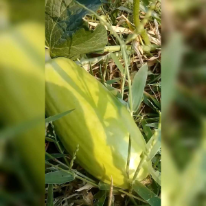 BIJI BENIH TANAMAN TIMUN SURI SURINA (REPACK)