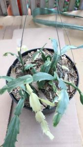 Bibit Wijaya Kusuma & Tanaman Gantung Putih Varigata