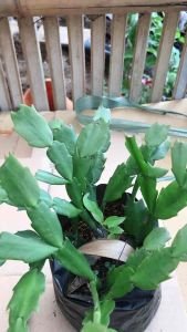 bunga wijaya kusuma kepiting merah