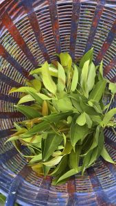 ใบชะมวง แกงหมูใบชะมวง ต้มซี่โครงหมูใบชะมวง เก็บสด ก่อนแพ็คลงกล่อง