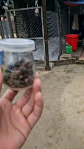 hạt giống cây hoàng đàn tuyết lạng sơn giống hoàng đàn đỏ chuẩn 100%