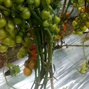 COD Benih Tomat Fastop Unggul 5gr 1750 Biji Berkualitas Jenis Servo Buah Lebat Dataran Rendah Tinggi