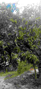 หัวเชื้อจุลินทรีย์สังเคราะห์แสง