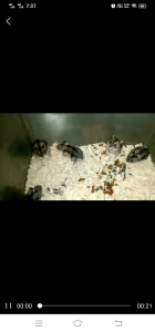 Campbell russian dwarf hamster/ small cage( NEXTDAY DELIVERY)