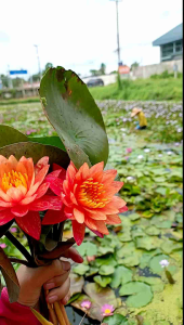 บัวนอกวันวิสาข์ซื้อ 1 แถม 1