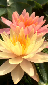 ชุดบัวนอก มังคละอุบล &โคโลลาโด้