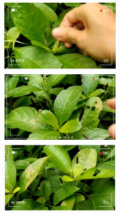 เมล็ดต้อยติ่ง 30 เมล็ด 10บาท