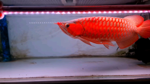 GEBO 5D Smartlight Full Spectrum Submersible Aquarium Light for Arowana Koi Flowerhorn T12 5D 3ft 4ft 5ft 6ft