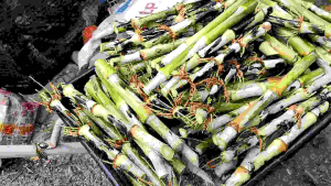 (10KG DIRECT FARM) NAPIER PAKCHONG KERATAN BENIH BERKUALITI